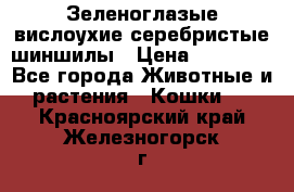 Зеленоглазые вислоухие серебристые шиншилы › Цена ­ 20 000 - Все города Животные и растения » Кошки   . Красноярский край,Железногорск г.